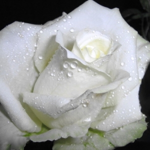 +Как понять, что означает белая роза на языке цветов