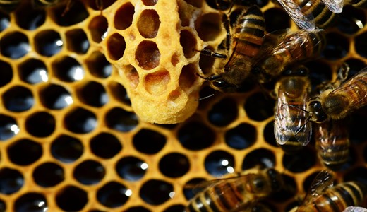 Можно ли мед при беременности