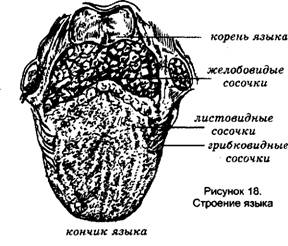 определить запах ацетона изо рта определить запах ацетона изо рта