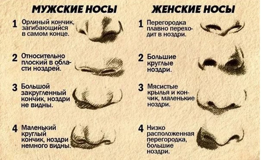 формы носа