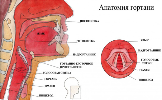 гортань