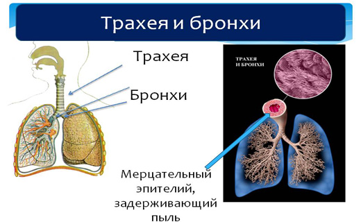трахеи и бронхи