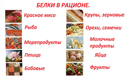 белки при приеме пищи
