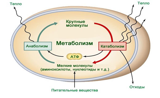 что нужно знать об обмене веществ
