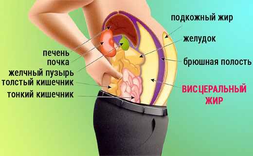 пивной живот