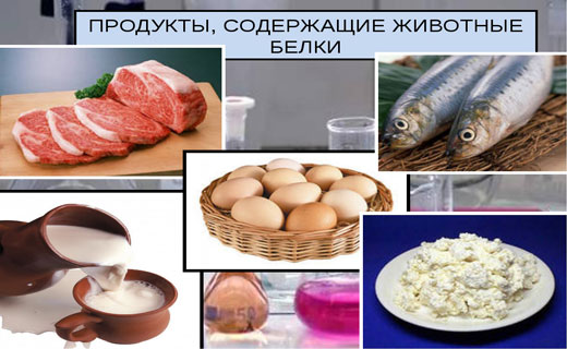 животные белки