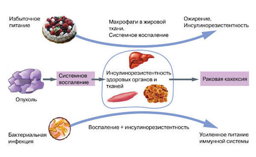 инсулин и рак