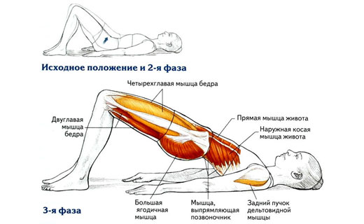 йога и мышцы живота