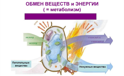как работает обмен веществ