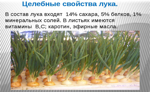 витамины в зеленом луке