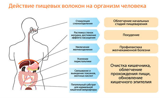 полезные свойства клетчатки