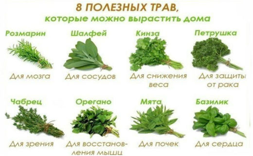 полезные свойства зелени