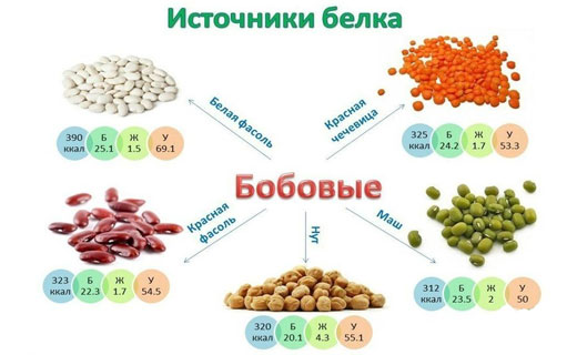 полезные свойства бобовых
