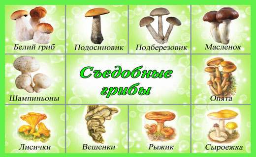 съедобные грибы