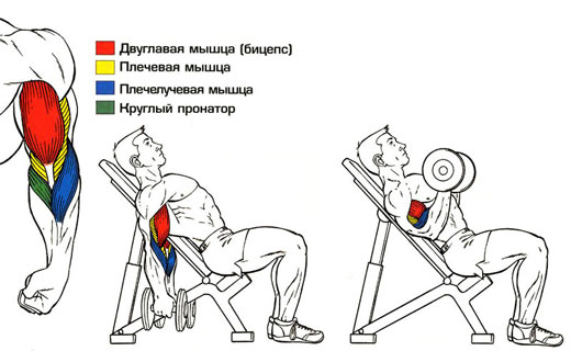 упражнения для бицепсов с отягощениями