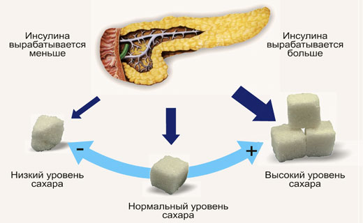 значение инсулина