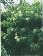 Домашнее растение Гортензия черешковая вьющаяся