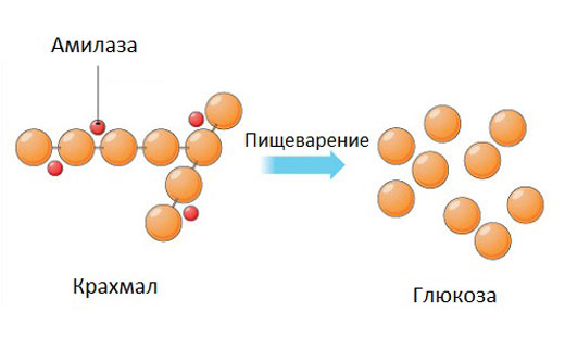 амилаза