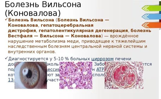 печень