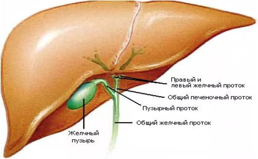 желчекаменная болезнь