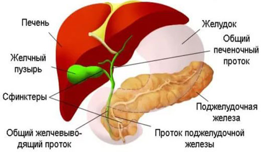 Дискинезия желчевыводящих путей