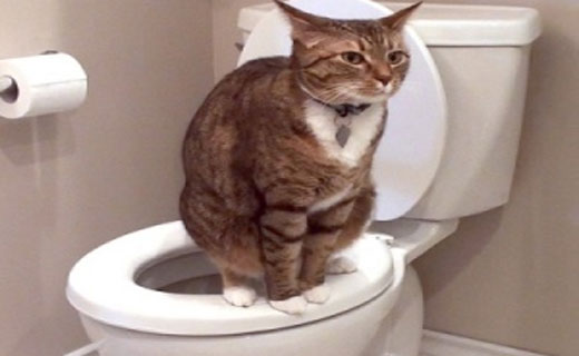 запоры у животных