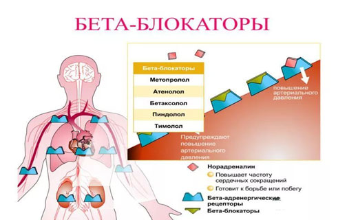 гловной мозг