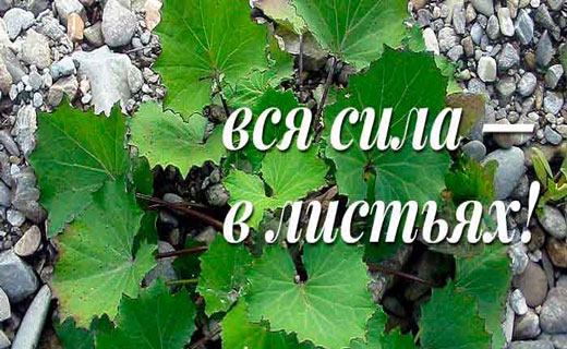 кашель