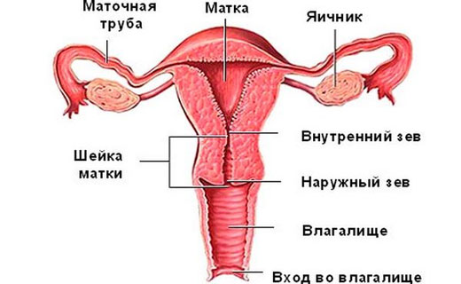 половое созревание