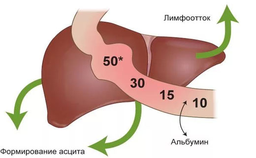 печень