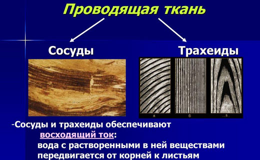 бронхит