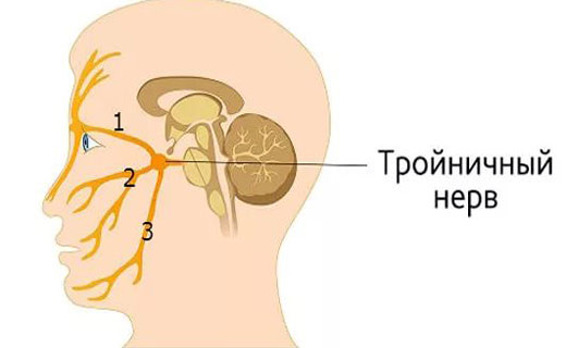 почки