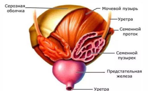 молочные железы