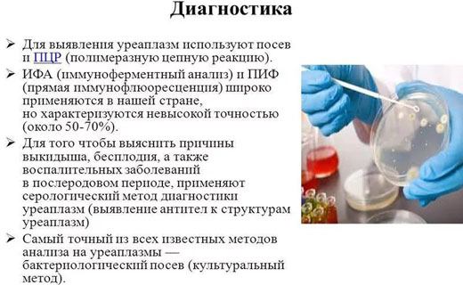 уераплазмоз