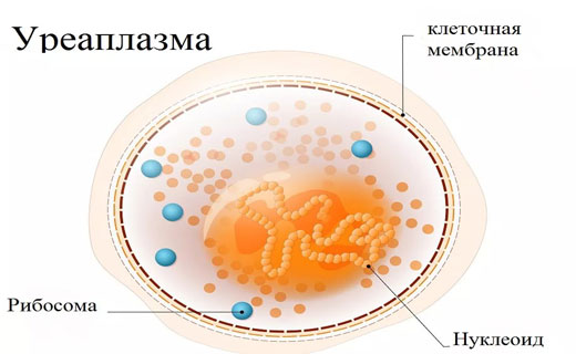 уреаплазмы лечение