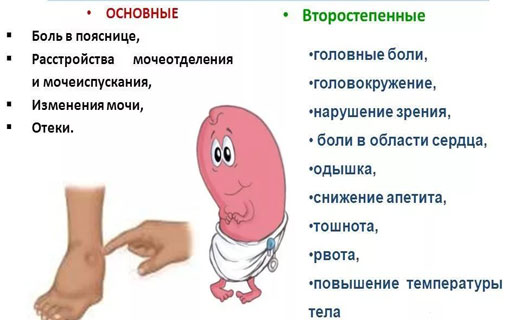 почки