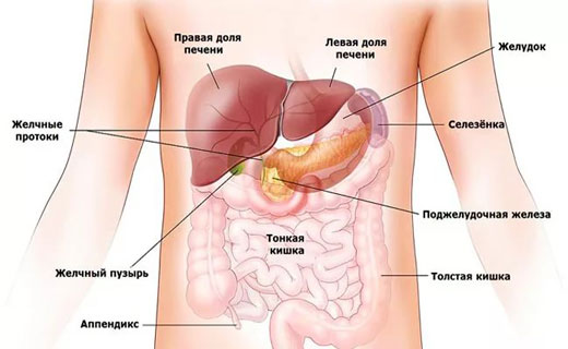 органы солнечного сплетения