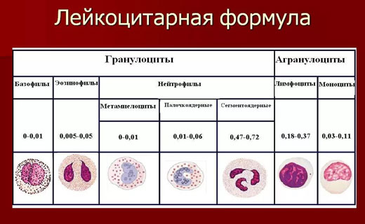 значение лейкоцитов