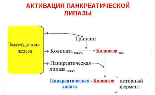липаза
