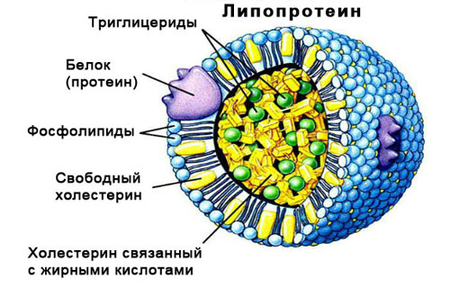 липопротеин