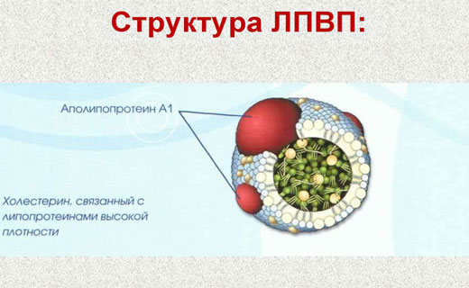лпвп