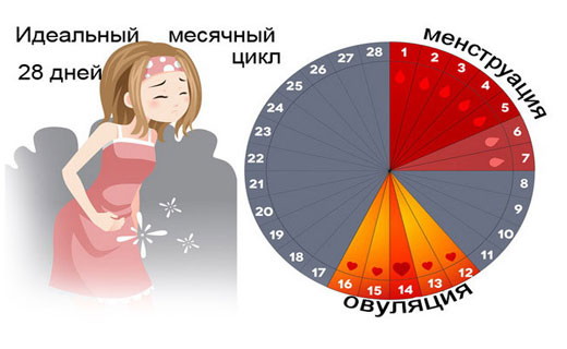 менструальный цикл