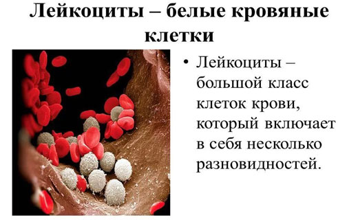 анализ на лейкоциты