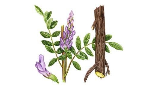 Корень солодки
