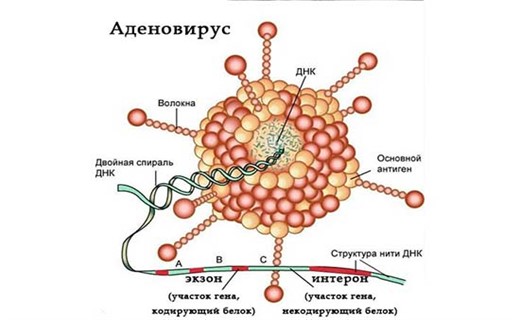 Фото аденовирусной инфекции