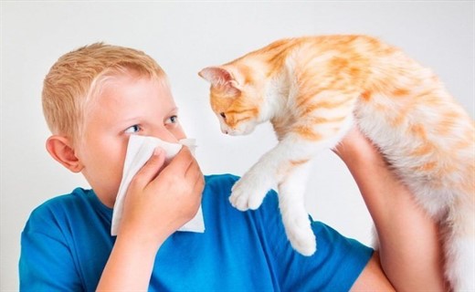 Виды аллергии на кошек у детей