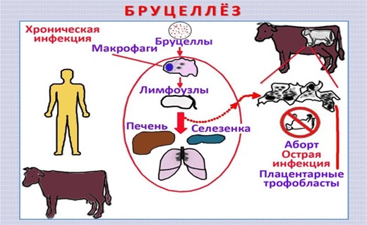 Бруцеллез фото