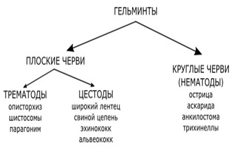 Анализ на гельминтов у детей