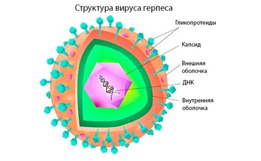 Вирус простого герпеса типы