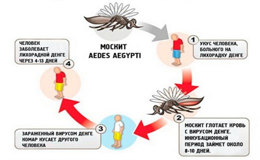 Фото лихорадки денге